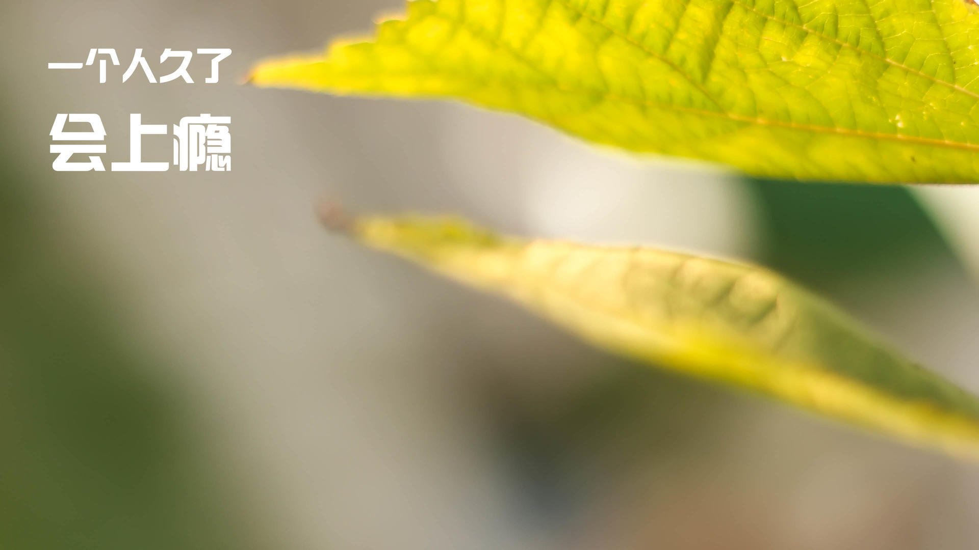 德国杯赛：拜仁提前锁定晋级名额，德国杯拜仁夺冠