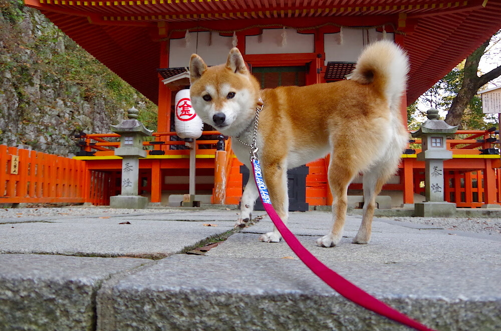 mk足球官网-中国篮球是否缺乏职业荣誉感激励体系，中国篮球队荣誉