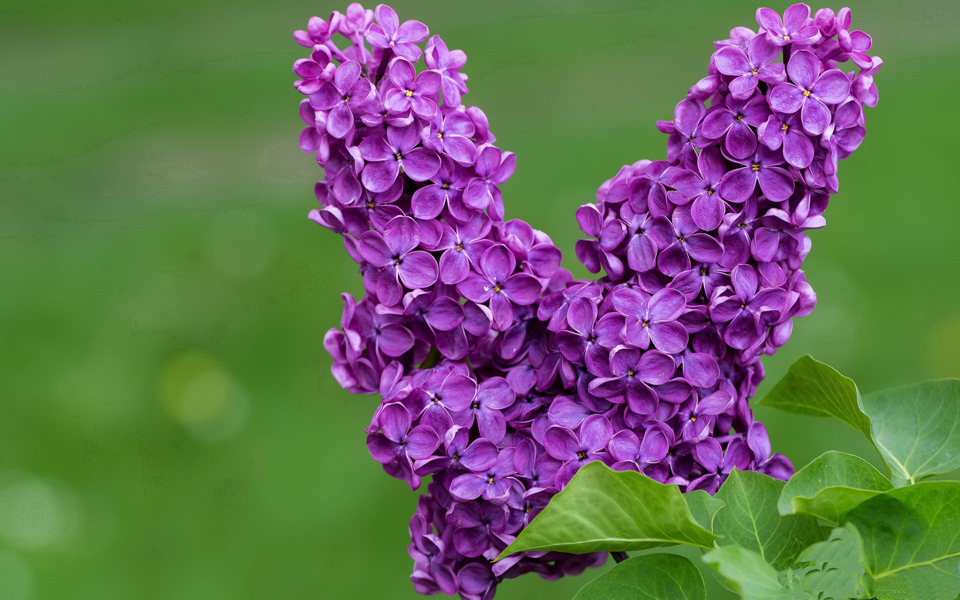 中国香港队的未来之路：如何培养更多年轻球员接班乒乓巨星，香港队乒乓球男队员名单
