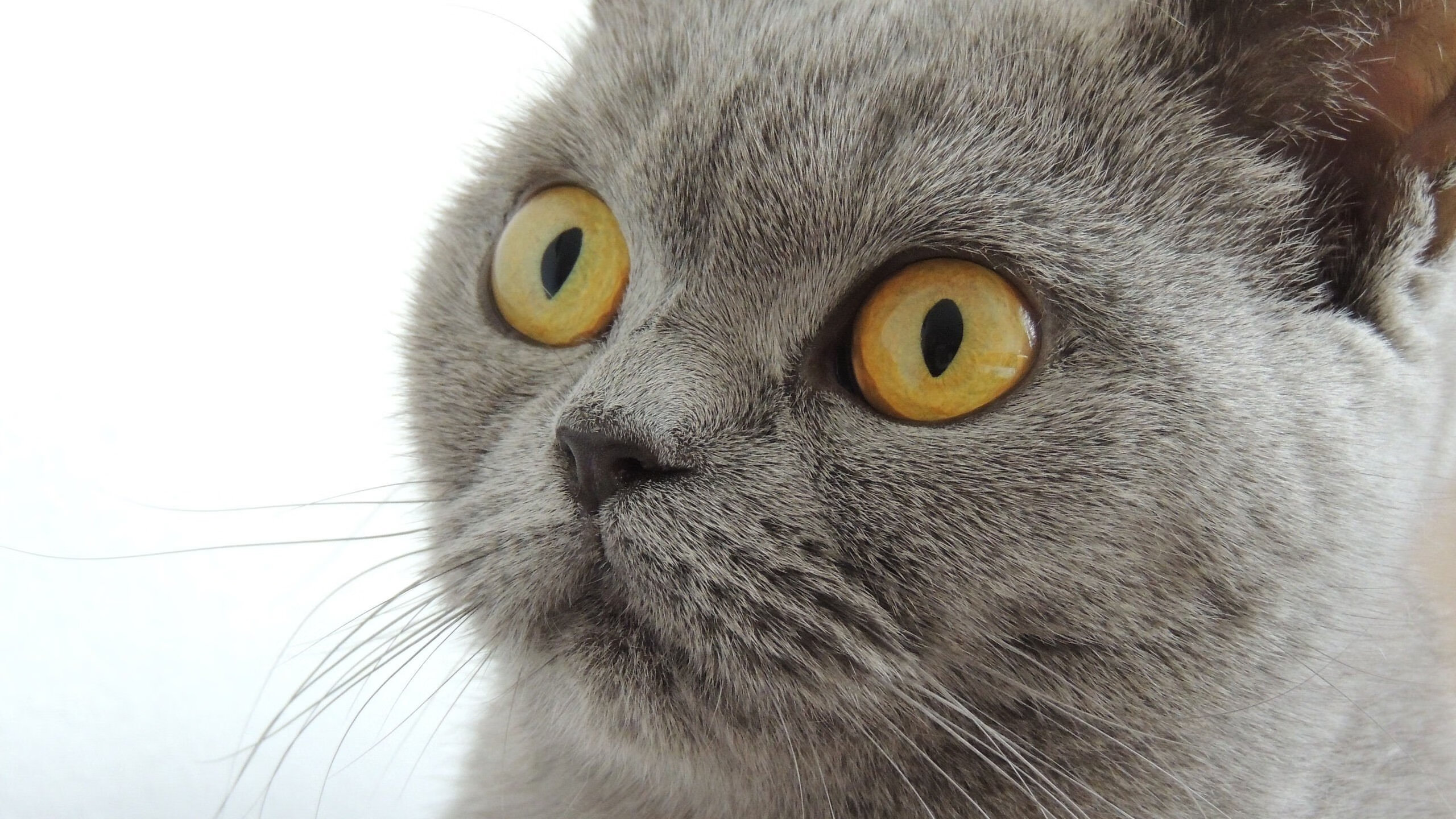 mk体育官网-切尔西主帅：团队配合是胜利关键，切尔西全队