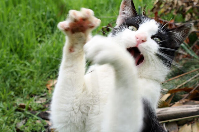 mk体育官网-塞维利亚主帅临场应变带来反转胜利，塞维利亚队员名单