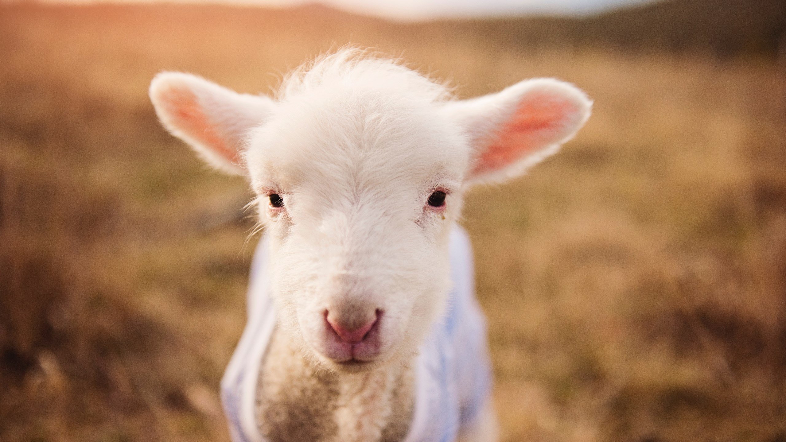 mk体育中国官网-电竞归入正轨赛事体系逐步规范，电竞被列入国家正式体育项目是哪年