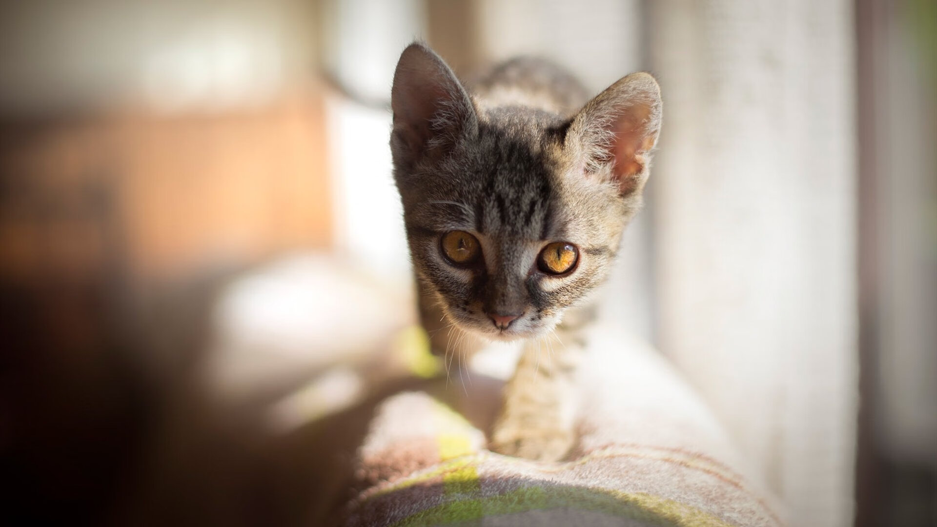 mk体育入口-中国足球职业俱乐部加强赛季中球员评估，中国职业足球球员数量