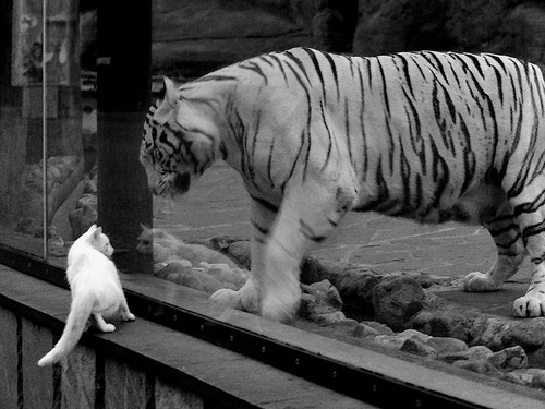 中国足球职业俱乐部加强赛季中球员评估,中国职业足球球员数量