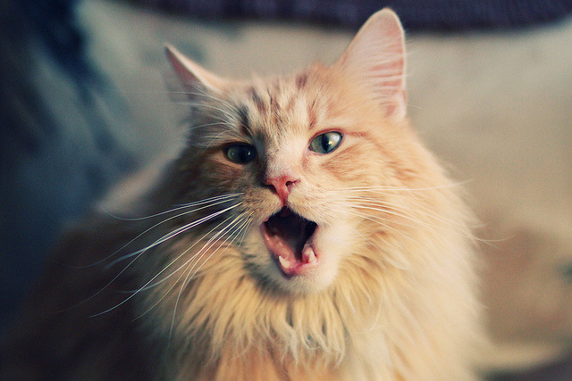 mk体育官网入口-几内亚男篮在非洲预赛中拼搏，逐步跻身世界舞台