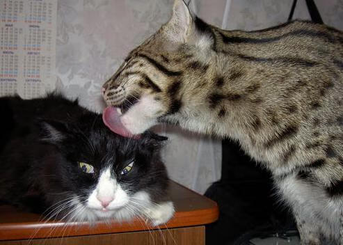 意甲超级反击：瞬间突破，精彩不断！，意甲经典比赛如c77 tv