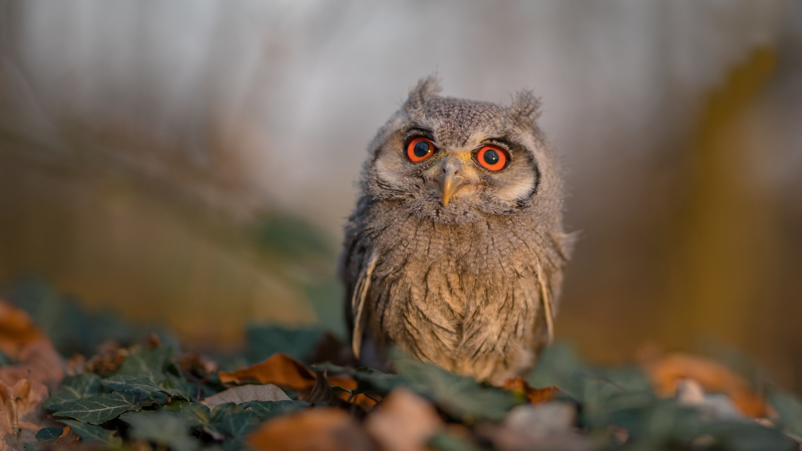 mk足球官网-曼联中场组合渐入佳境备战升级，在曼联效力过的中场球员